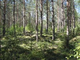 Huoltotieyhteys voimalalle on suunniteltu rakennettavan Kirkkotien metsätieltä länteen. Kirkkotien metsätien vieressä huoltotie sijoittuu tuoreen kankaan (MT) varttuneeseen kuusikkoon.