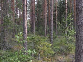 Itäosan peltomaalla puusto ei ole vielä sulkeutunutta ja kenttäkerroksen kasvillisuus on heinä ja ruohovaltaista. Runsaslukuisimpia lajeja ovat nurmilauha, lehtotähtimö ja mesimarja.