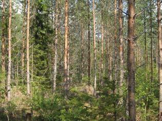 Tuulivoimala 20 Tuulivoimala sijoittuu kuivahkon kankaan (VT) nuoreen kasvatusmännikköön, jossa on sekapuuna vähän kuusta. 20-25-vuotiaan männyn läpimitta rinnankorkeudelta on noin 10 senttimetriä.