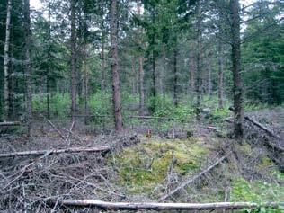 Huoltotie sijoittuu pääasiassa nuoriin kasvatusmänniköihin, missä koivu vesoo runsaana. Ojien läheisyydessä kasvaa nuorta kuusta ja paikoin myös koivua sekä harmaaleppää.