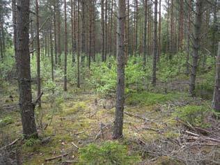 Tuulivoimala 22 Tuulivoimala sijoittuu nuoreen havupuuvaltaiseen kasvatusmetsään. Alueella on tehty harvennushakkuita, koivut on poistettu ja maassa on runsaasti hakkutähteitä.