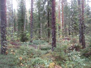 Rakennuspaikalla kasvaa ympäröivistä alueista poiketen pallosaraa, metsäkortetta, nuokkutalvikkia, metsäalvejuurta ja muutamia hieskoivuja.