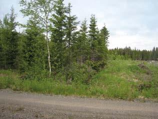 Puolukkavaltaisessa kenttäkerroksessa kasvaa myös metsälauhaa, vanamoa, metsätähteä ja hieman oravanmarjaa. Seinäsammalvaltainen pohjakerros on osin karhun- ja rahkasammalten soistamaa.