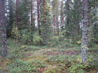 Tietä reunustavat pääasiassa nuorta ja varttunutta mäntyä kasvavat puolukkatyypin (VT) kuivahkot kankaat. Tien eteläpuolella sijaitsee myös varttuneita taimikoita.