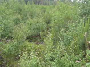 Suursarojen hallitsemassa kenttäkerroksessa esiintyy ainakin jouhivihvilää, tupasvillaa, isokarpaloa, kurjenjalkaa ja metsäkortetta.