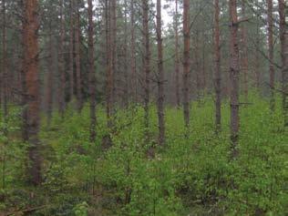 Tuulivoimala 32 Tuulivoimala sijoittuu nuoreen harvennushakattuun kasvatusmännikköön, joka on metsätyypiltään puolukkatyypin (VT) kuivahkoa kangasta.