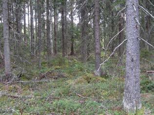Maassa on hakkuutähteitä. Huoltotieyhteys on suunniteltu rakennettavan Kirkkotien metsätieltä koilliseen kiinteistörajan mukaisesti.