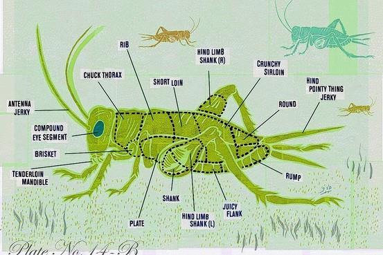 Hyönteistutkimus tarve Saturday,February 19, 2011 The Six-Legged Meat of the Future Insects are nutritious and easy to raise without harming the environment.