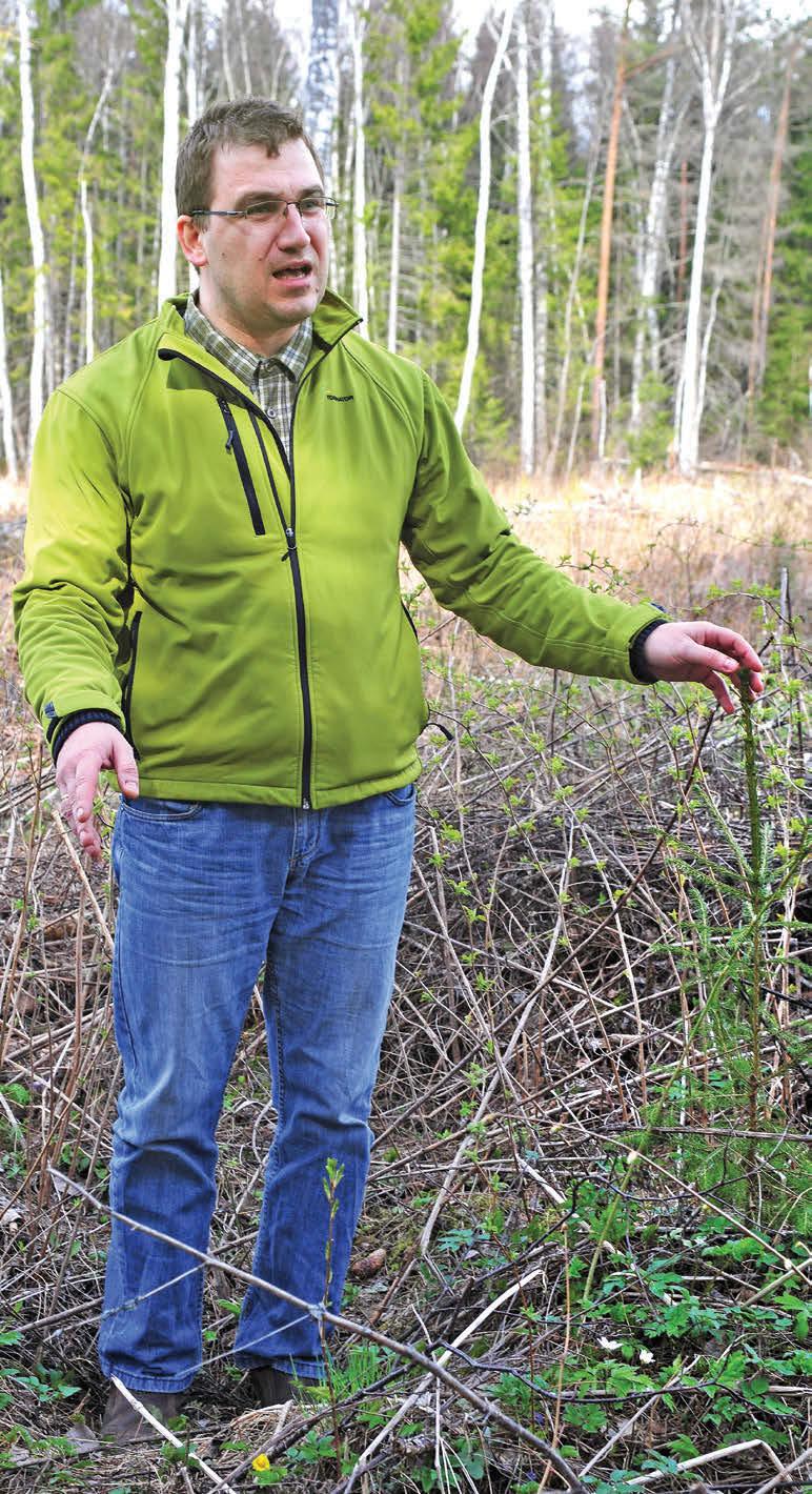 Metsandusjuht Andres Lavrenov on rahul mättasse istutatud kuusk kasvab jõudsalt.
