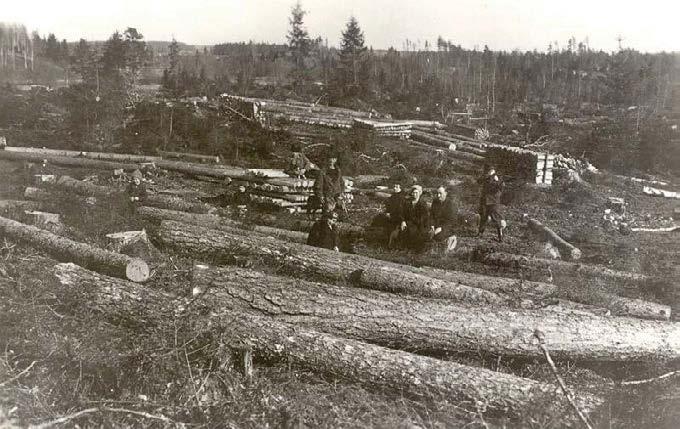 Froman & Co, ei saanud ometi ignoreerida ka kohalike metsatöösturite huve. Sügisel toimunud mitmetel aruteludel aga selgus, et puiduturu ebakindlus ja teadmatus oli töösturid teinud ettevaatlikuks.