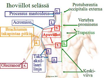 1. Protuberentia occipitalis externasta (Netter plate 4, 152) seitsemännen kaulanikaman okahaarakkeen (Netter 424a) kautta noin T12:n okahaarakkeeseen asti. 2.