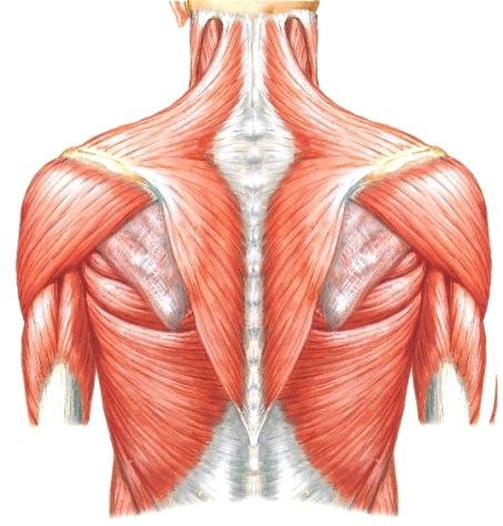 Selän alueella syvä peitinkalvo (lihaksen päällä) on ohut, lähes huomaamaton muualla paitsi infraspinatus-lihaksen päällä, jossa se muodostaa aponeuroosimaisen rakenteen.