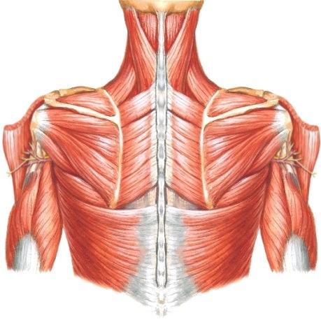 Huomaa lihaksen alta pingottuva, lihakseen tuleva ja sidekudoksen ympäröimä hermo-verisuonikimppu. ÄLÄ VAHINGOITA SITÄ ennen kuin tunnistat sen!