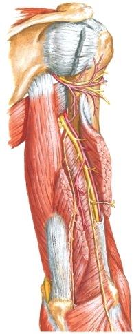 ) Vaihe II: olkavarren posterioriset rakenteet Preparoi nyt m triceps brachii puhtaaksi koko matkaltaan (432a). Origo ja insertio?(421b, 451).