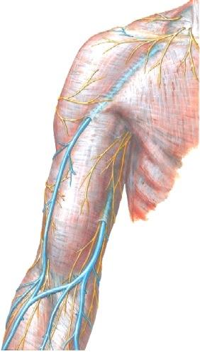 musculocutaneus: kulku sekä niiden hermottamat lihakset ja ihoalueet. Selvitä itsellesi n. radialiksen ja n. ulnariksen kulku olkavarren alueella.