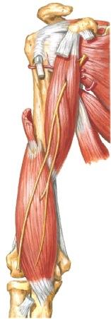 Katkaise myös ligamentum coracoclaviculare (423a). Katkaise m deltoideuksen solisluuhun kiinnittyvät osat läheltä luuta. Vasta nyt voit nostaa solisluun pois.