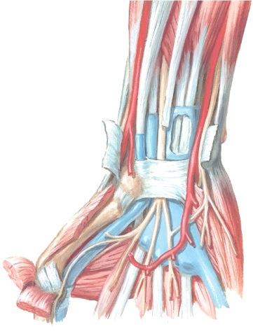 flexor digitorum profunda, m. flexor pollicis longus ja m. pronator quadratus (ruista ranteessa, 448) muodostavat syvimmän lihaskerroksen.