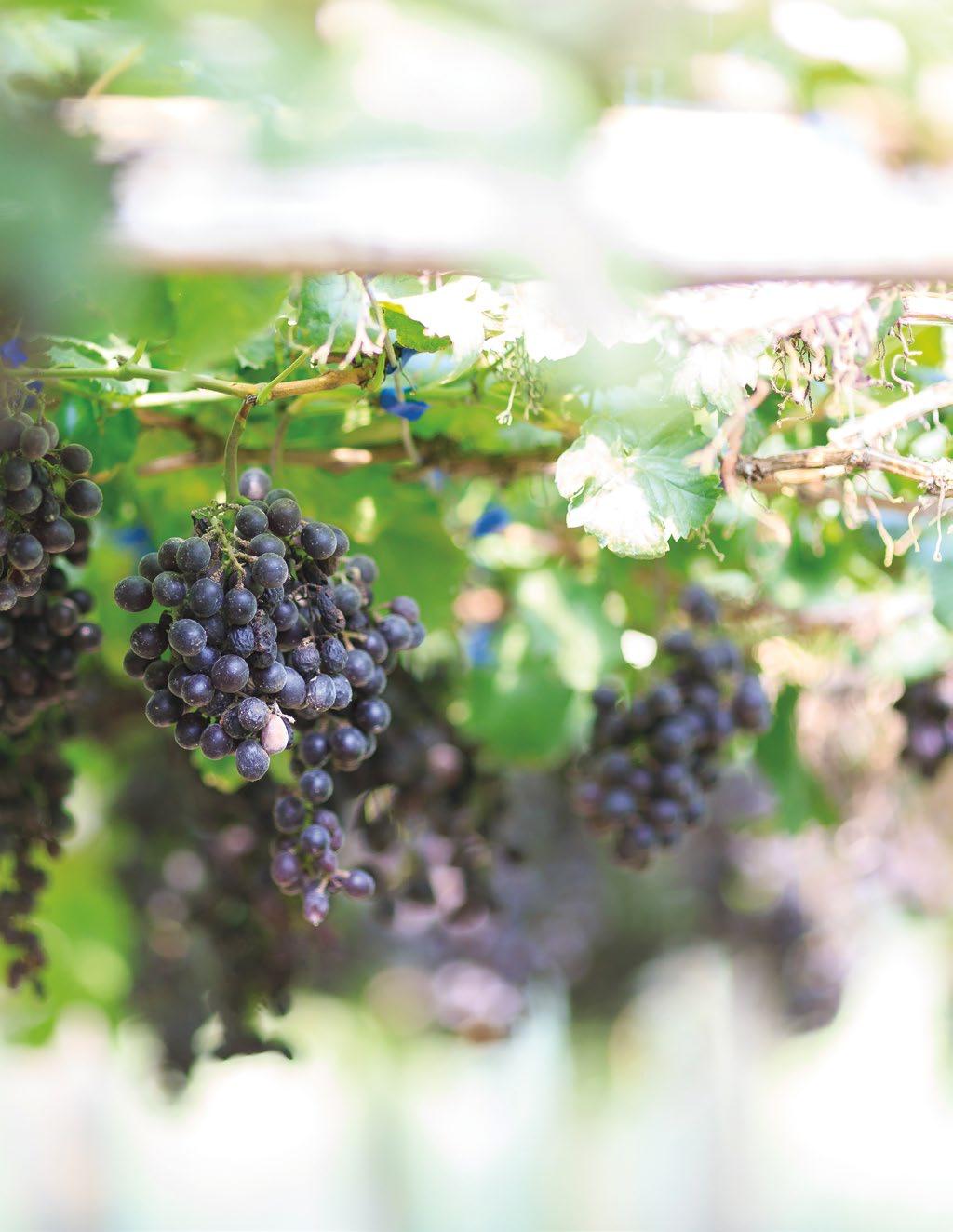 WINESTATE SISÄLLYS Winestate on erikoistunut laadukkaiden viinien maahantuontiin ja markkinointiin. Tuotevalikoimamme käsittää satoja viinejä ympäri maailman.