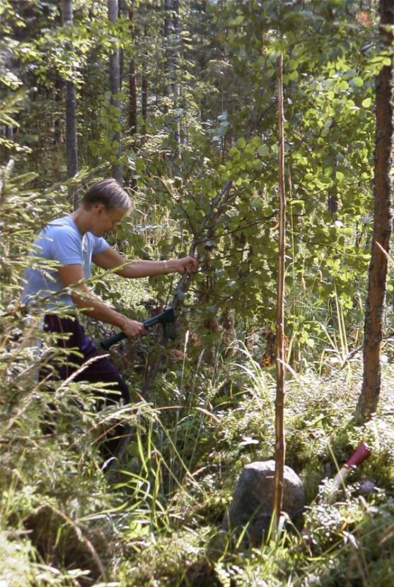 Leimikon suunnittelu ja rajaus Tavoitteiden ja mahdollisuuksien kartoitus Hakkuualueen rajaus myyntiä varten hoidolliset hakkuut huomioidaan ensin Tilan rajojen ja pyykkien merkintä Erityisen