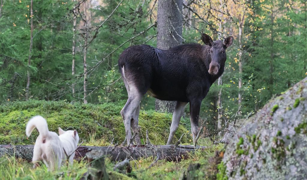 Suomi Tieteellinen Ruotsi Englanti valkohäntäpeura Odocoileus virginianus vitsvanshjort white-tailed deer Weisswedelwild kuusipeura Dama dama dovhjort fallow deer Damwild japaninpeura Cervus nippon