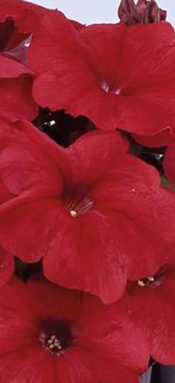 VSek0116 50s 3,00 Picobella Red x hybrida F1 Milliflora-ryhmä Tummanpunainen, vaalea nielu.