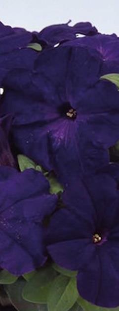 VSek0125 250P 5,50 Ultra Blue x hybrida F1 Grandiflora Aikainen, isokukallinen, säänkestävä.
