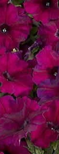 Viihtyy aurinkoisella VSek0128 50s 2,30 Ultra Plum x hybrida F1 Grandiflora. Isokukallinen, aikainen, säänkestävä. Luumunpunainen, tummat suonet.