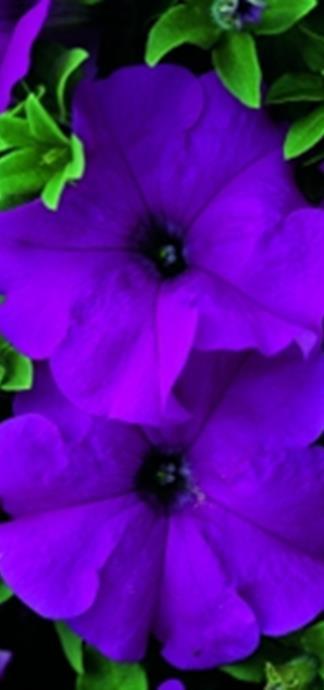 Ultra Violet x hybrida F1 Grandiflora-ryhmä. Isokukallinen, aikainen, säänkestävä. Syvä violetti.