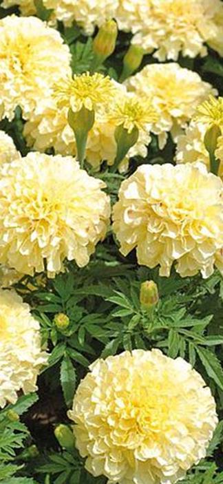 Samettikukka First Lady Tagetes erecta Korkeus 40-50 cm, isokukkainen ja keltainen, kukka kooltaan noin 7cm. Kylvetään maalishuhtikuussa, itää 3-10 asteessa.