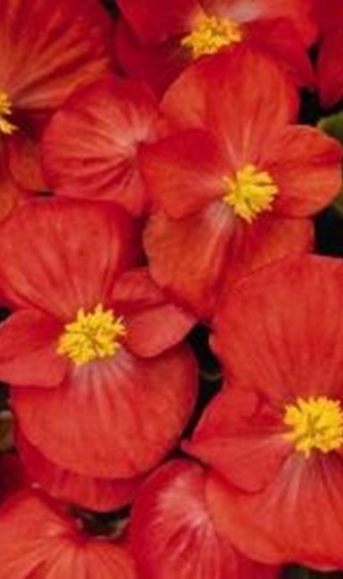 Kesäbegonia Olympia Sprint Plus Red. Begonia Semperflorens -ryhmä Vihreälehtinen, korkeus 15-18 cm, punainen.