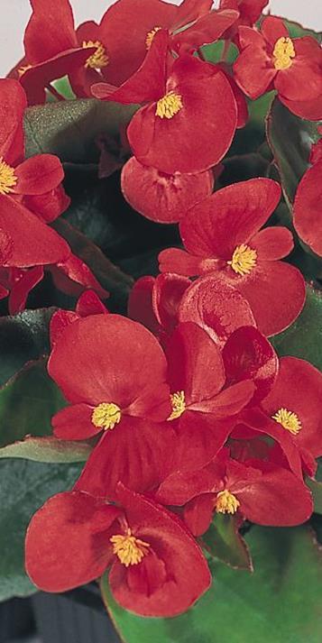 VSek0022 120s 4,90 Kesäbegonia Super Olympia Rosa Begonia Semperflorens - ryhmä Vaaleanpunainen. Korkeus 15-20 cm.
