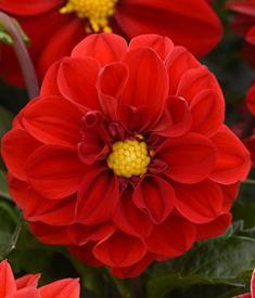 Kesädaalia Figaro Red Shades Dahlia x hortensis Korkeus 40 cm. Punainen.
