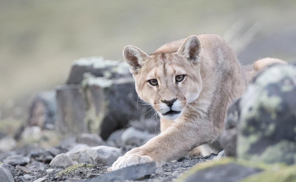 Ke 30.1.2019 Torres del Paine (A) Tänään suuntaamme andienkondorien suosikkipaikoille ja toiveena myös kettuperheisiin ja ehkä myös haisunäätään tutustuminen.