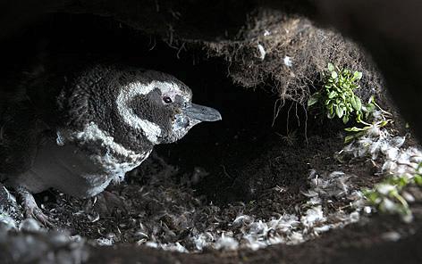 Kuningaspingviinien ohella kannaksella pesii valkokulmapingviinejä ja patagonianpingviinejä.