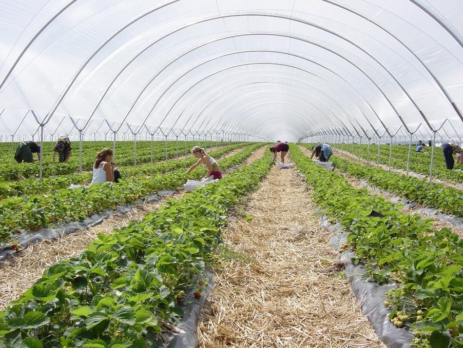 Satotaso kasvaa Realistinen tavoite -25000. kg /ha vadelmaa -25.000 kg /ha mansikkaa 50.000 kg kahdessa sadossa.