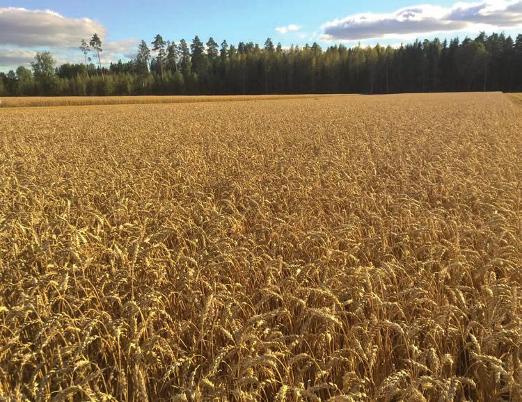 501964352 209,00 Wile 26 heinälle ja säilörehuille 10 70% Samat perusominaisuudet kuin Wile 25:ssä Opastava tekstinäyttö helpottaa laitteen käyttöä. Mahdollisuus mitata lämpötilaa esim.