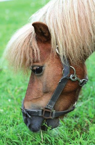 KARVANLEIKKURIT Sopivat terät 10 40 Karvanleikkuri Liscop Cutli Liscop Cutli -karvanleikkuri hevosille. Todella hiljainen, kevyt sekä tasaisesti ajava leikkuri LC 102 -terillä.