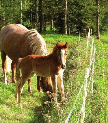 Käytä korkeajännitekaapelia myös, mikäli vedät aidan liitosjohdon maan alta.