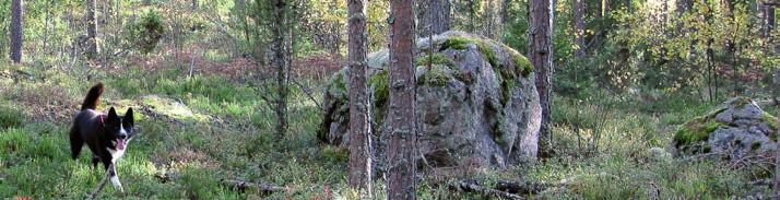 501086441 Jeppe Pentu, 10 kg 28,95 Tarkoitettu kasvavien koiranpentujen täysravinnoksi.