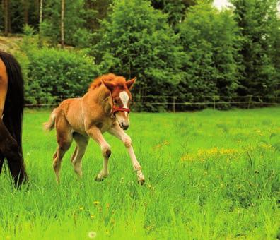 Tutustu rahoitusratkaisuihin! Työkoneiden osamaksu ja Leasingrahoitus Viljelijän Kausiraha Tililuotto Esim. Tililuotto 6 kk:n kuluton ja koroton maksuaika Jopa 20.