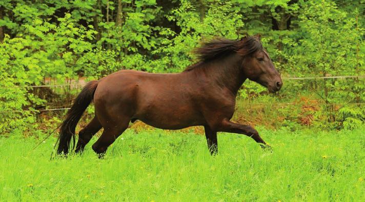 HEVOSTARVIKKEET Turvakypärä VG1 Crystal Horse Comfort