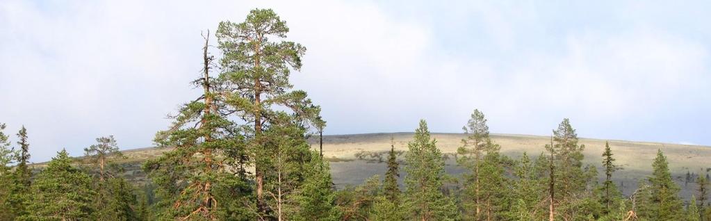 Äkäslompolo, Kolari VTDI:n loma-huoneisto Ylläskieppi on Röhkömukan alueella. Bussipysäkille ja polkureiteille matkaa on parisataa metriä. Jounin kaupalle on matkaa 1 800 m, Äkäshotellille 1 400 m.