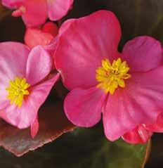 Cosmos Bipinnatus