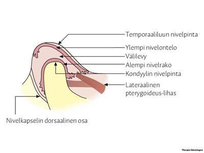Leukanivelen anatomia Artikulaatiopinta kondyylin ylä Artikulaatiopinta kondyylin yläetupinnalla Kondyylin nivelpinta säikeistä fibrorustoa.