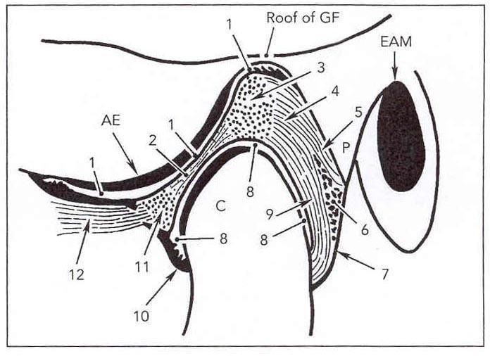 Parasagittal section of TMJ 1. Nivelontelo, ylempi 2. Diskus 3. Post. osa, diskus 4. Bilaminar zone 5. Ylempi osa, bl. Zone 6. Spongy tissue 7. Post. osa nivelkapselia 8.