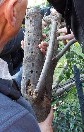 31 Kuva 5. Aasianrunkojäärän ulostuloreikiä sekä syönti- ja munintajälkiä. Kuva: Salla Hannunen, Evira Riippuen ilmastosta aikuisen aasianrunkojäärän kuoriutuminen tapahtuu huhtikuusta lokakuuhun.