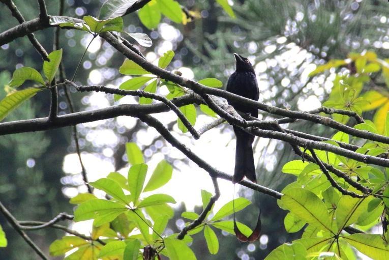 Lisäksi on oltava kärsivällinen lehvästön peittäessä puissa liikuskelevat linnut suurimman osan ajasta. Punakaulakyyhkyt viihtyvät pääasiassa korkealla latvustoissa hedelmien kimpussa.