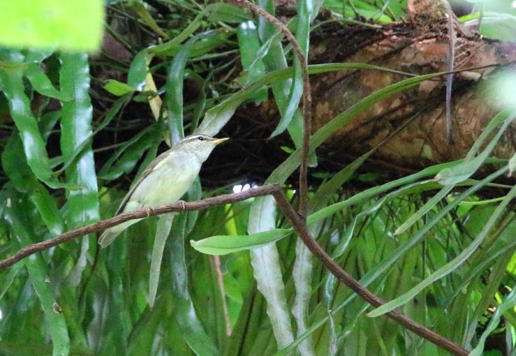 Keltaperäbulbulit jokeltevat pensastossa yleensä alempana ja helposti nähtävillä. Eco Laken yli lentää tiivis parvi upeita valkokeisarikyyhkyjä.