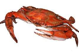 Maryland style crabhouse!
