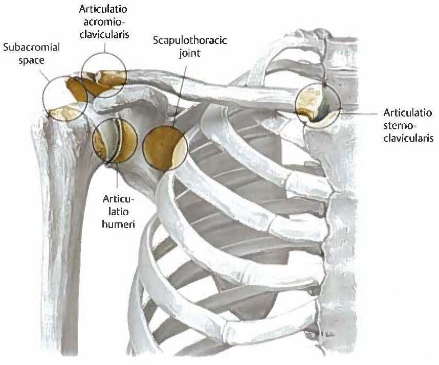 15 Olkapään alueella on kolme toiminnallisesti tärkeää niveltä (kuva 4); olkanivel (art. glenohumeralis), olkalisäke-solisluunivel (art. acromioclavicularis) ja rintalasta-solisluunivel (art.